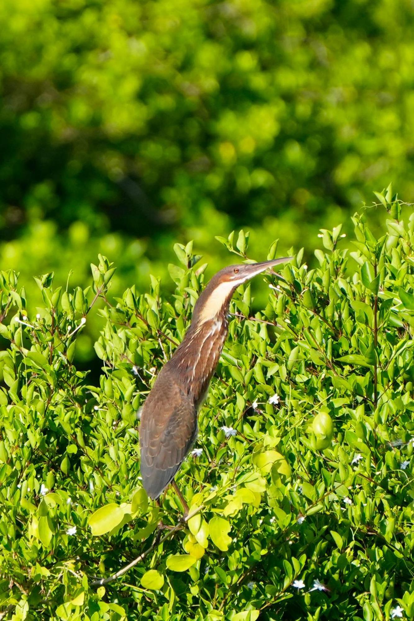 Bundala Flamingo Cotteges Hotel Hambantota Buitenkant foto